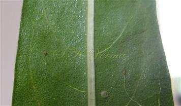  Leaf - Abaxial surface(Gland-dotted)